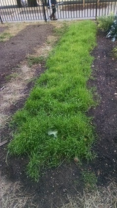 One of the farm beds covered in a thick green carpet of buckwheat!